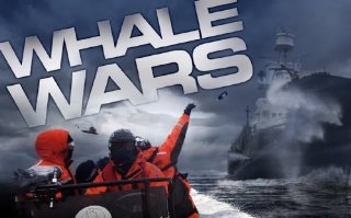 whale-wars